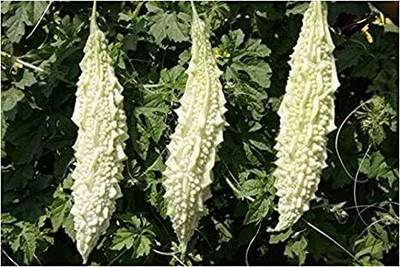 KNESSiN Bitter Gourd White Big Long Seed(400 per packet)