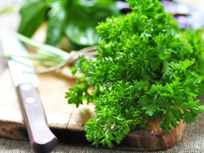 Quentova Curled Leaf Forest Green Parsley-VS-2S Seed(50 per packet)
