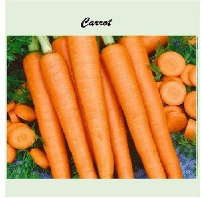 CYBEXIS Carrot2000 Seeds Seed(2000 per packet)
