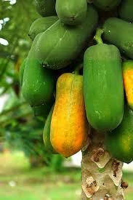 BDSresolve papaya seeds for planting pack of 28 Seed(28 per packet)