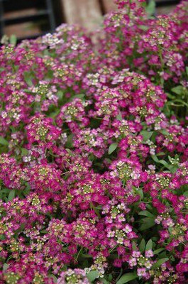 Mozette Alyssum rose Seed(96 per packet)