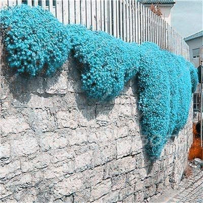 CYBEXIS VXI-70 - Mix Creeping Thyme - (1350 Seeds) Seed(1350 per packet)
