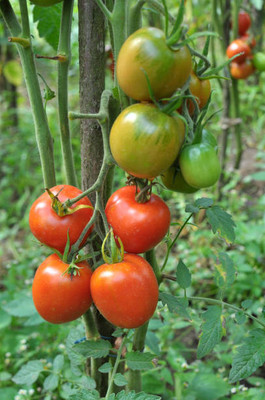Vietrian tomato Seed(125 per packet)