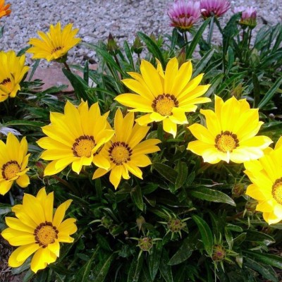 INTRA Gazania rigens New Day Yellow Seed(100 per packet)