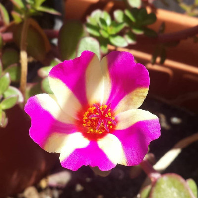 XOLDA Exotic portulaca Seed(15 per packet)