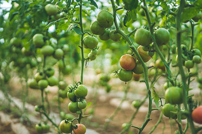 sarvottam creation tomato Seed(65 per packet)