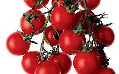 Oliver tomato seed Seed(43 per packet)