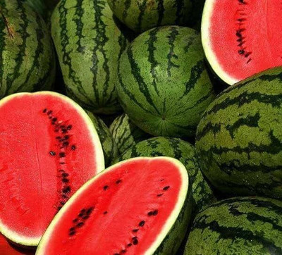 Biosnyg High Yield Jubilee Watermelon Fruit Seeds for Garden-(250 Seeds) Seed(250 per packet)