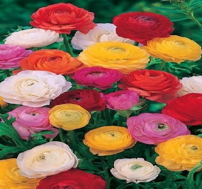 Aywal Ranunculus Flower Seed Winter Flower Seed(10 per packet)