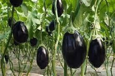 BJUBAS brinjal seeds hybrid all seeds pack of 44 Seed(44 per packet)