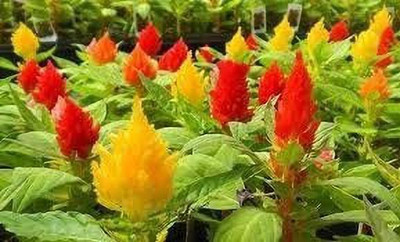 Aro Celosia Dwarf, Cockscomb Seed(220 per packet)