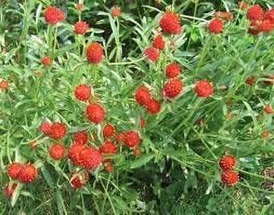 Lorvox Gomphrena Flower Seed(85 per packet)