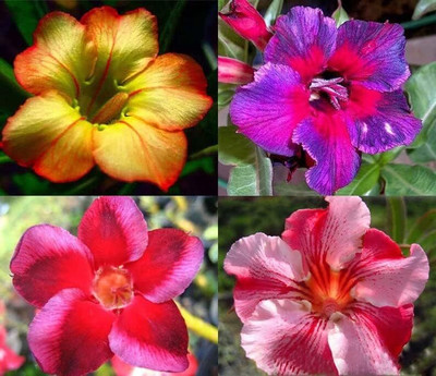 Qualtivate LX-697 Mixed Type Adenium Obesum Desert Rose Seed(30 per packet)