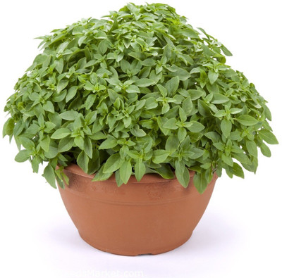 VibeX ® XXL-9 Basil Greek Minette Seeds Seed(1000 per packet)