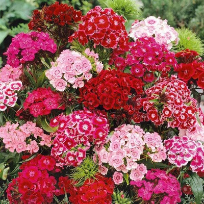 Aywal Dianthus Multicolor Color Flower Seed(40 per packet)