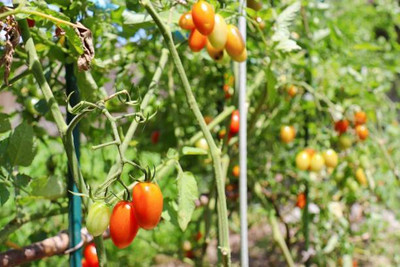 Aro tomato Seed(55 per packet)