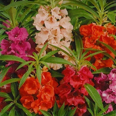 Quentova Balsam Tom Thumb Mix-NDIR Seed(30 per packet)