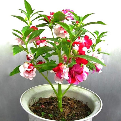 isarkars ™️Balsam Mixed Double Flower Seeds, Dopati Flower Seeds Hybrid Seed(26 per packet)