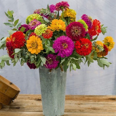 Lorvox Zinnia Lilliput Zinnia Dahlia & Zinnia Pulcino Flowers Seed(70 per packet)