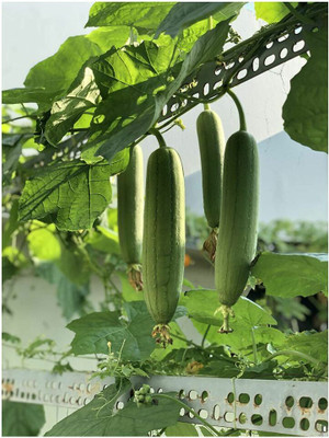 UGRA Smooth Loofah Gourd Seed(100 per packet)