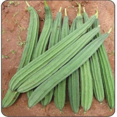 Arshiayat Long Hybrid Ridge Gourd Seed(25 per packet)