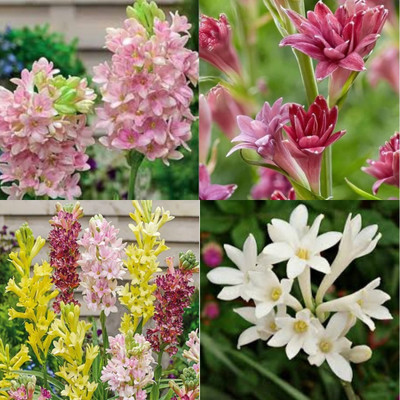 ibains Tuberose rajanigandha bulb plant beej 10 Seed(10 per packet)