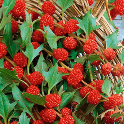 CYBEXIS Excellent Producing Strawberry Seeds100 Seeds Seed(100 per packet)