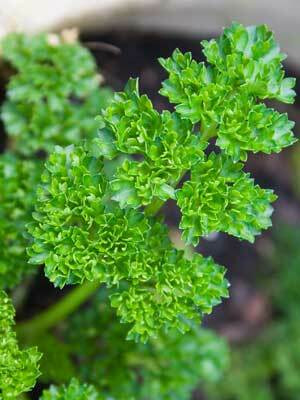 SOWCAN Parsley Leaves - Curly Seed(100 per packet)