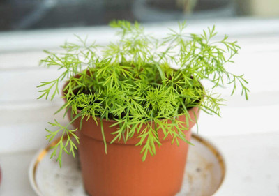 VibeX XL-29 - Dill for Planting - (2250 Seeds) Seed(2250 per packet)