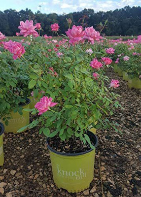 WILLVINE PAU-423 Pink Double Knock Out Rose Seeds Seed(50 per packet)
