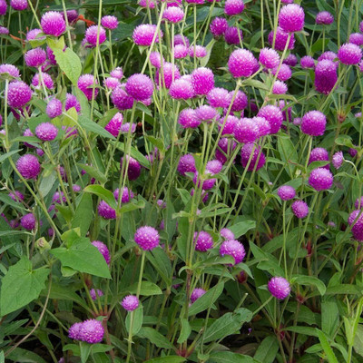 STARKC Globe Amaranth Purple Flower Seed Seed(80 per packet)