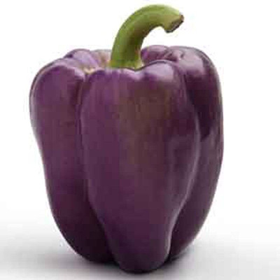 DIVINE CAPSICUM Seed(100 per packet)