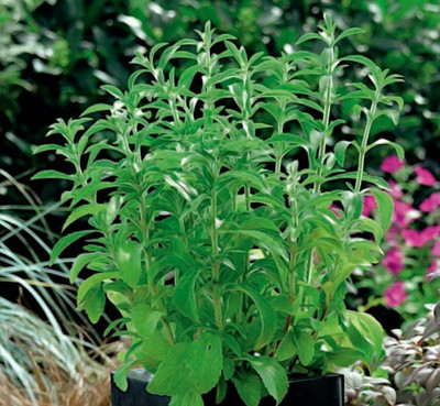 GEZ Stevia rebaudiana, non GMO Seed(30 per packet)