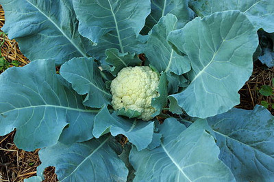 ARYAN EVERGREEN white cauliflower,gobhee seeds Seed(20 per packet)