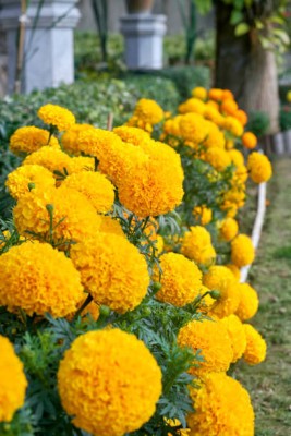 Mewar Impex marigold/gende ka phool flower seeds Seed(75 per packet)