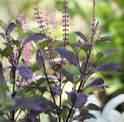 Quentova Thai HOLY BASIL Tulsi Ocimum Sanctum Tenuiflorum Herb-SWAT-7N Seed(300 per packet)