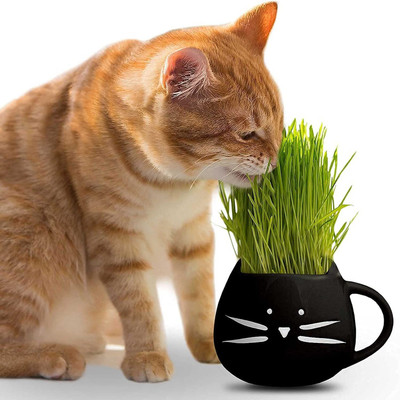 CYBEXIS LX-13 - Hard Red Winter Wheat - (22500 Seeds) Seed(22500 per packet)