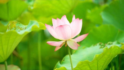 VKT lotus,kamal seeds Seed(12 per packet)