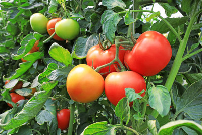 LJL Traders tomato Seed(150 per packet)