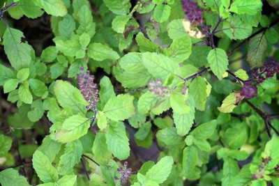UNIQTRADERS Tulsi Seed(30 per packet)