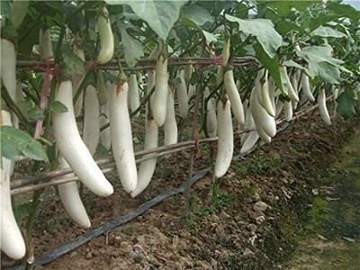 Aywal Begun Seed(50 per packet)