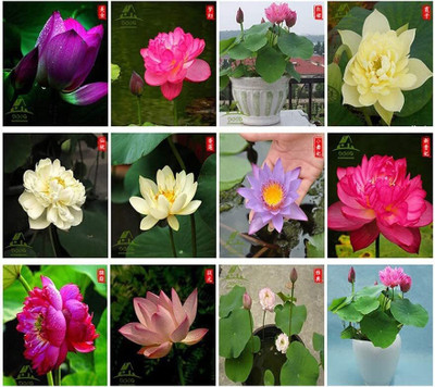 LPR LOTUS,KAMAL Seed(10 per packet)