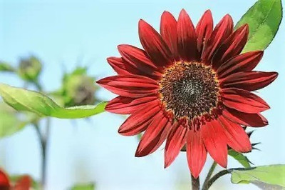 Aro Miniature sun flower Seed(100 per packet)