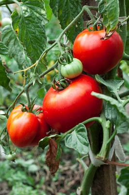 Liker tomato Seed(100 per packet)