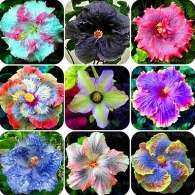 CRGO HIBISCUS , GUDHAL Seed(45 per packet)