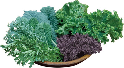 Qualtivate HUA-3A Kale Blend Seeds Seed(300 per packet)