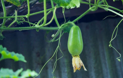 Aywal F1 Hybrid Lauki Giha Vegetable Bottle Gourd Seed(160 per packet)