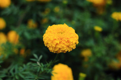 FRENUTRI marigold/gende ka phool flower seeds Seed(50 per packet)
