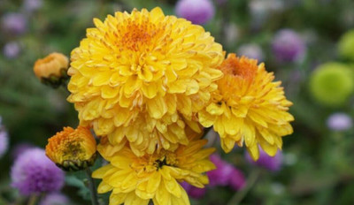 Quentova FALLS LEMON CHRYSANTHEMUM-55E-GBPUT Seed(75 per packet)
