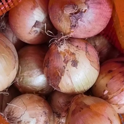 Avysa Onion Yellow Onion Shallot Seed(800 per packet)